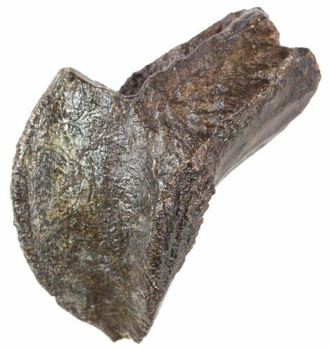 Triceratops Tooth Crown (Partially Rooted) - Montana #53123